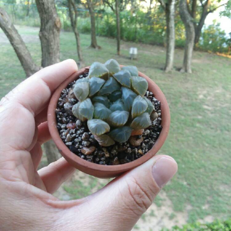 Plant image Haworthia cooperi var. 'Obtusa'