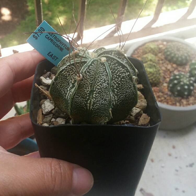 Plant image Astrophytum capricorne
