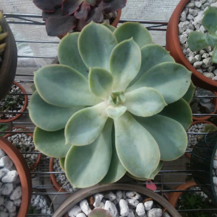 plant image 832718 plant image 832718