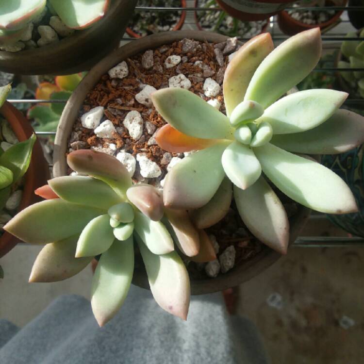 Plant image x Pachyveria Yvonne