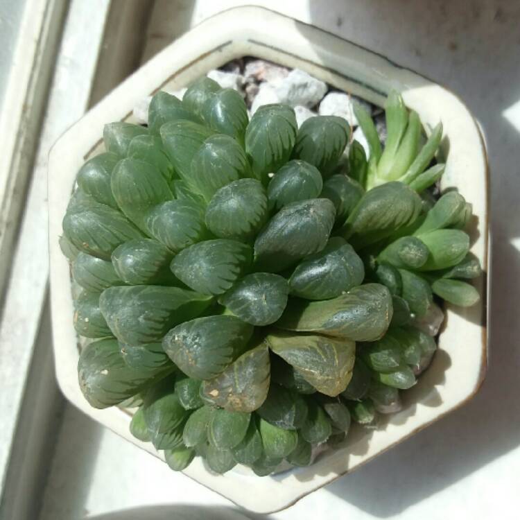 plant image 839338 plant image 839338