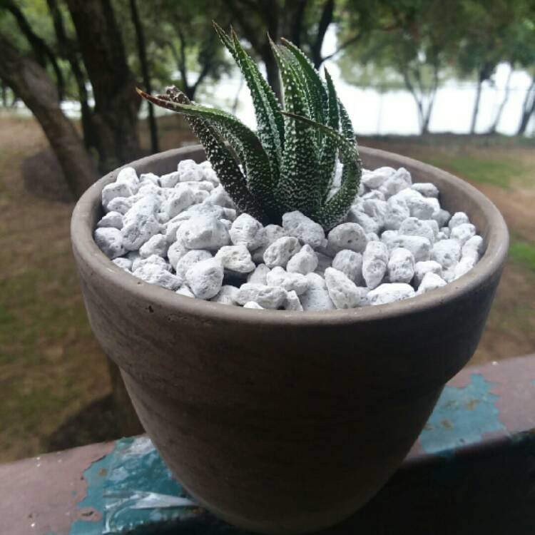 Plant image Haworthiopsis attenuata var. radula syn. Haworthia attenuata var. radula, Haworthia radula