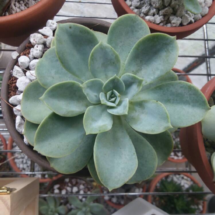 plant image 844313 plant image 844313