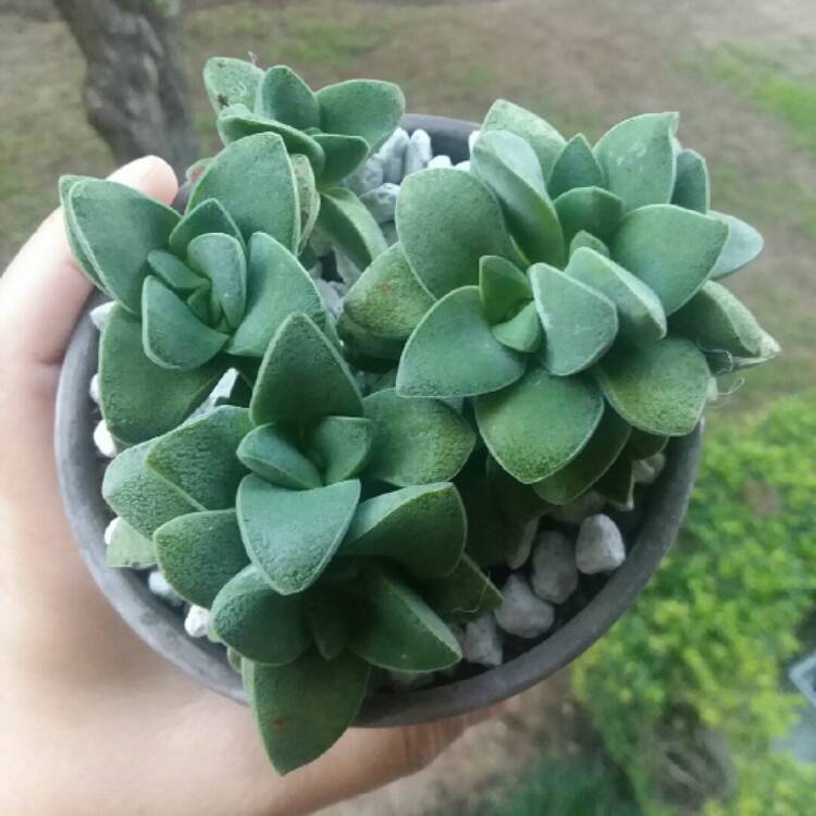 Plant image Crassula 'Morgan's Beauty'