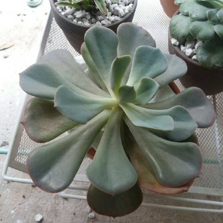 plant image 866734