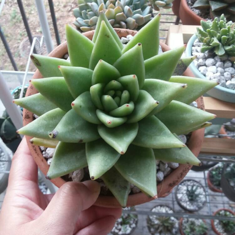 plant image 884550