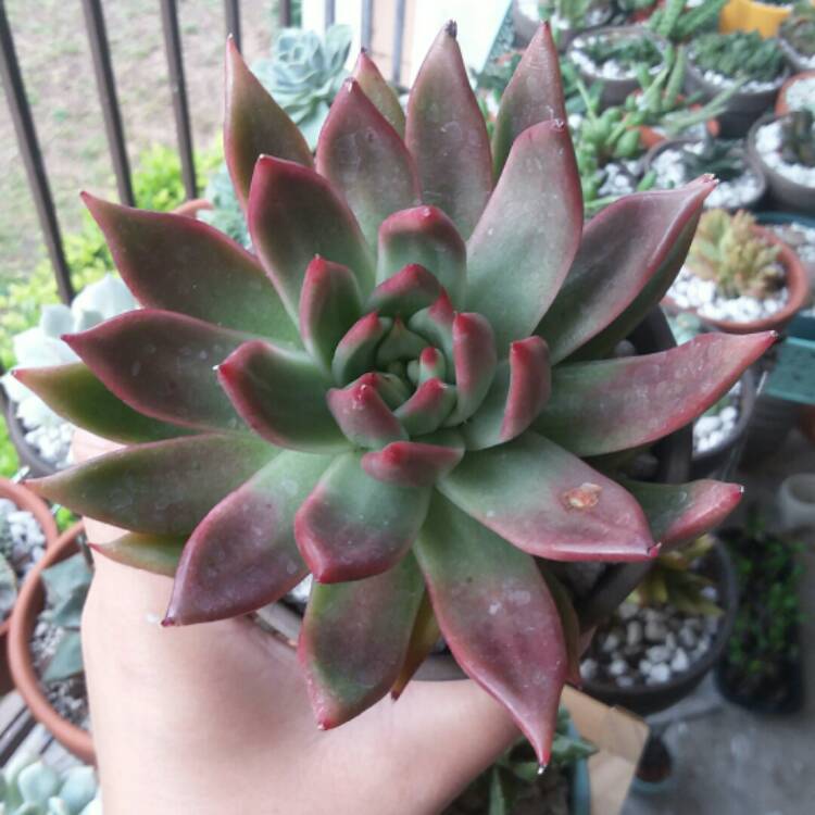 Plant image Echeveria Martin