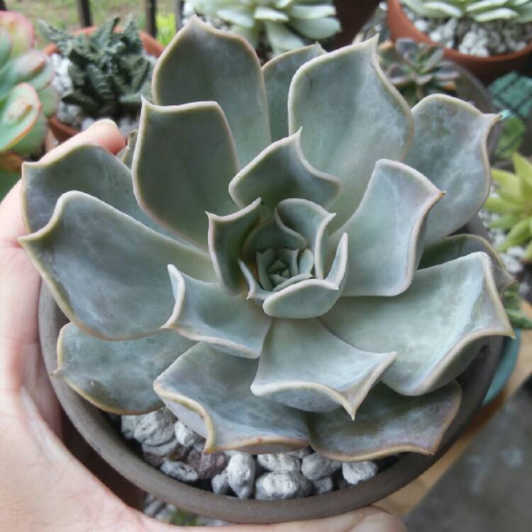 plant image 884555 plant image 884555