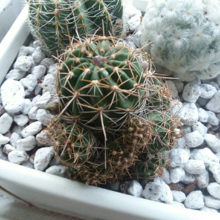 plant image 884561