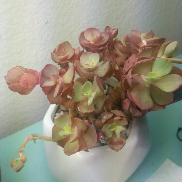 plant image 892438
