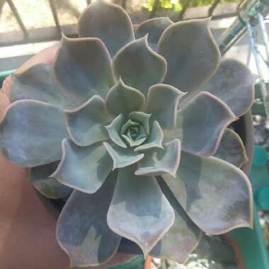 Echeveria Lilacina
