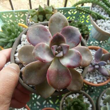 Graptopetalum Purple Delight syn. Graptopetalum Snow White