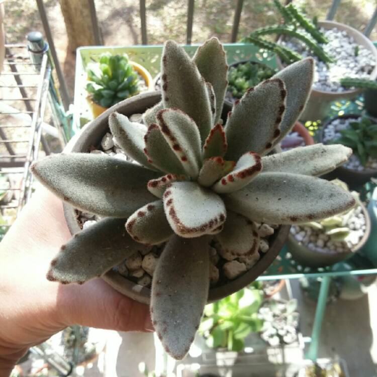 Plant image Kalanchoe tomentosa 'Black Tie'