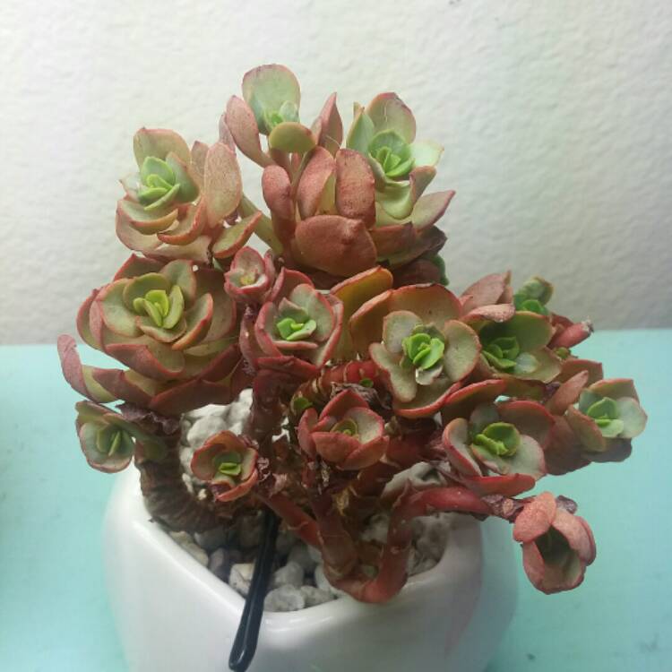 plant image 902090