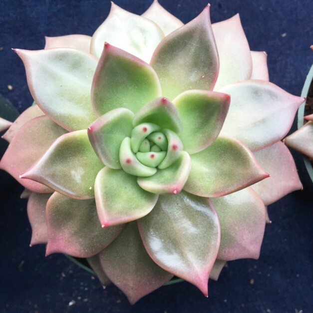 plant image 906905