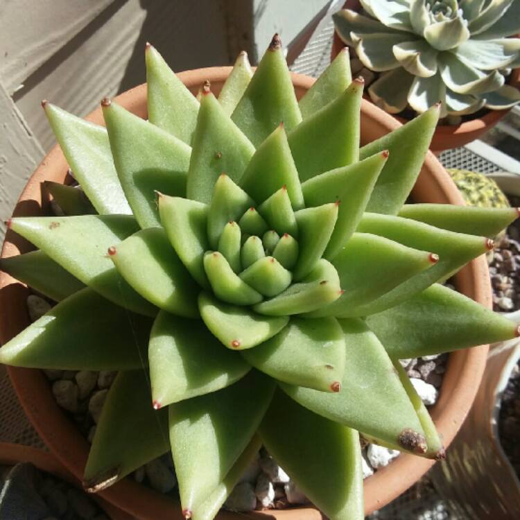 plant image 910258