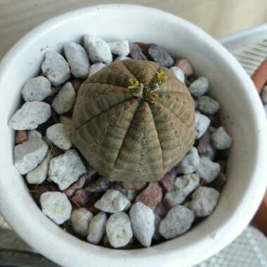 Euphorbia Obesa