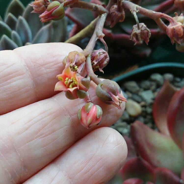 Plant image xSedeveria Blue Mist