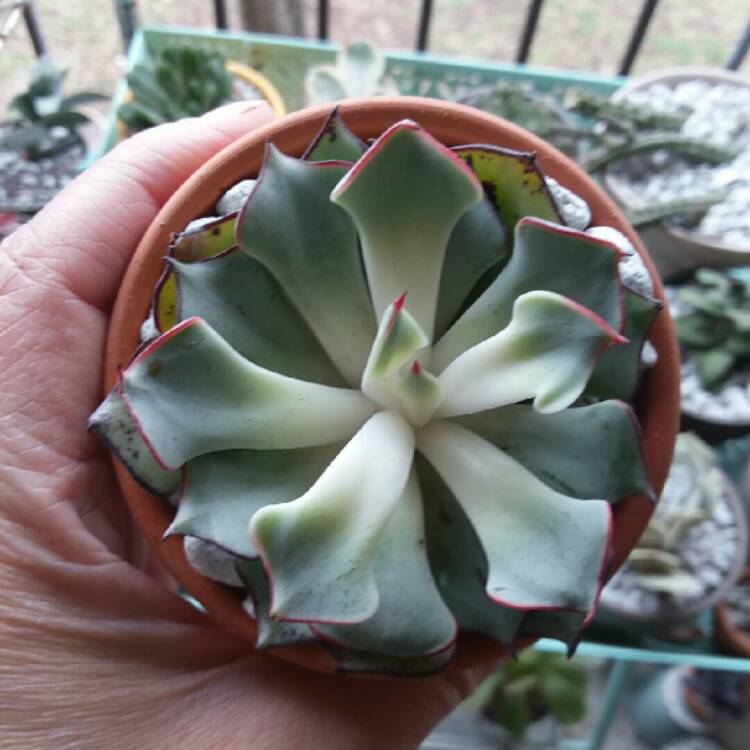 plant image 913644 plant image 913644