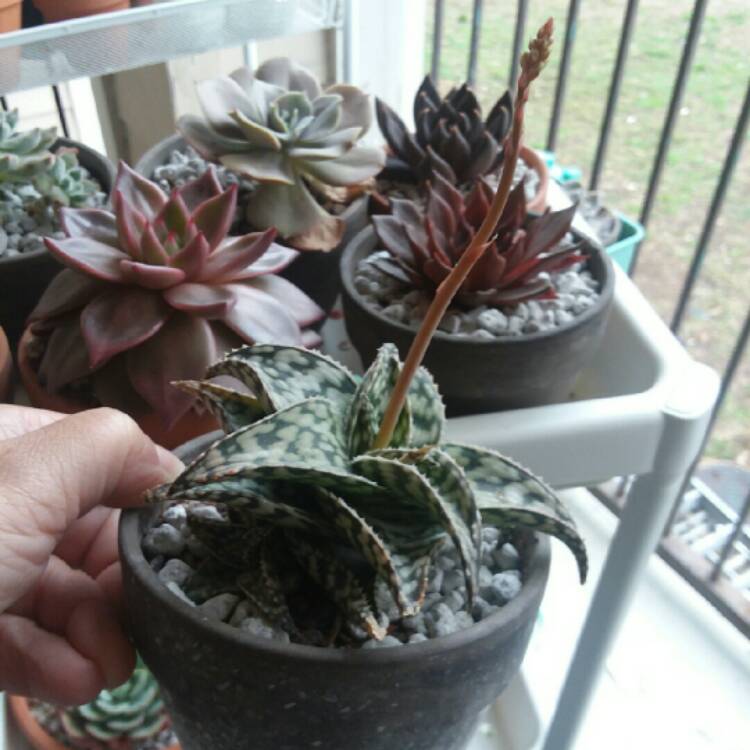 Plant image Aloe 'Snowstorm'