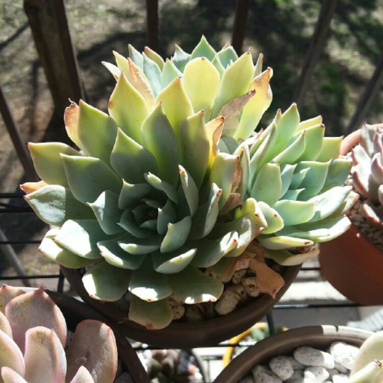 Plant image Echeveria Desmetiana v. Peacocki