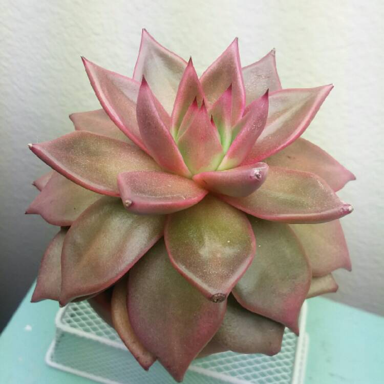 plant image 922324