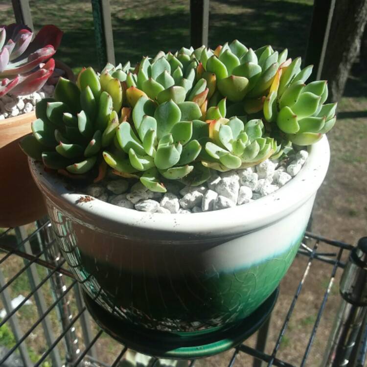 Plant image Echeveria Nanahook