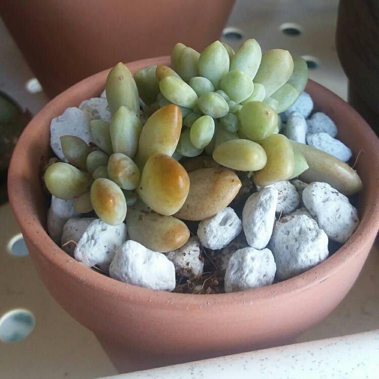 plant image 923452