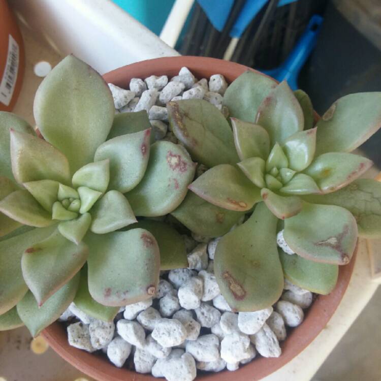 Plant image Echeveria J.C. Van Keppel