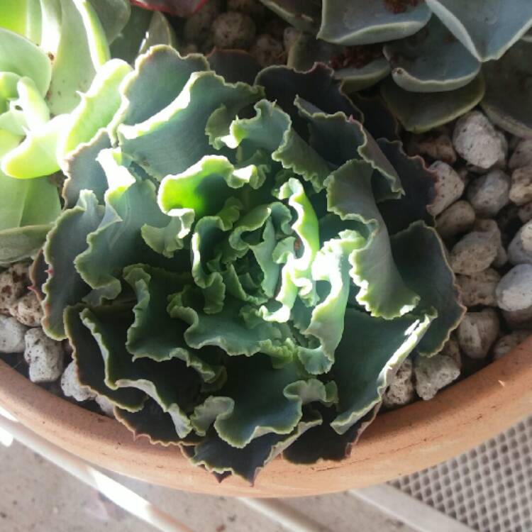 Plant image Echeveria Shaviana