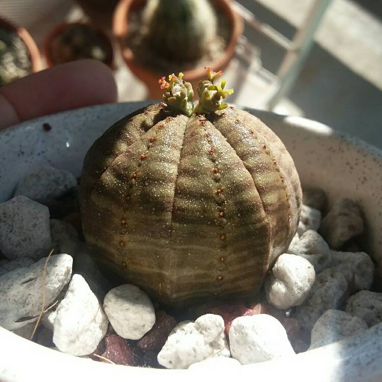 Plant image Euphorbia Obesa