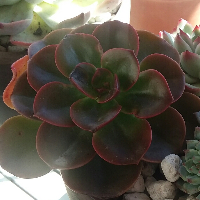Plant image Echeveria Melaco
