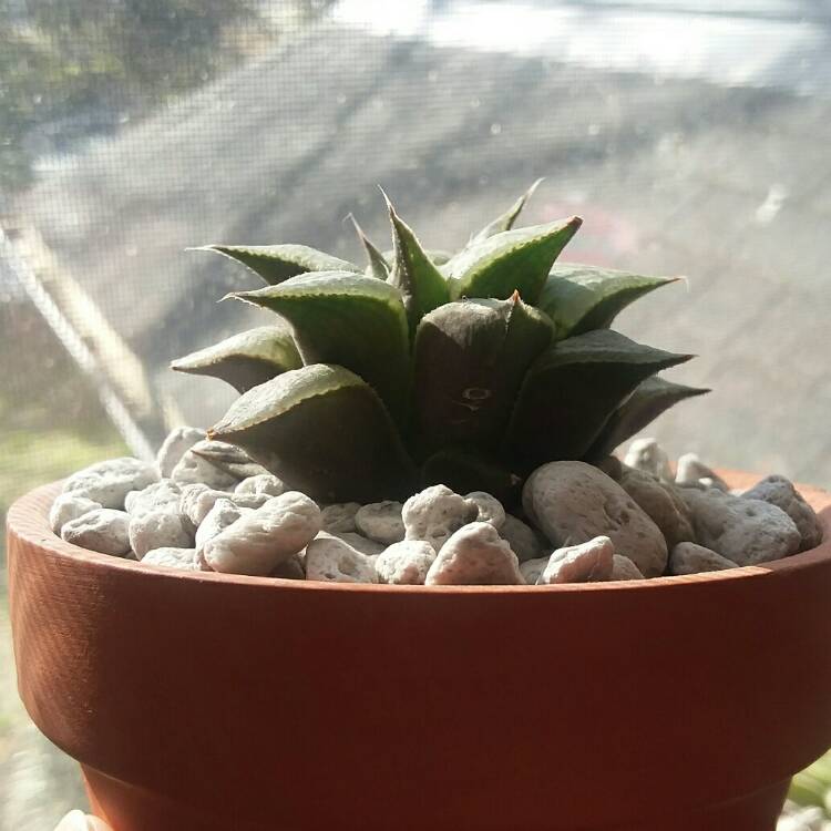 Plant image Haworthia mirabilis 'Badia'