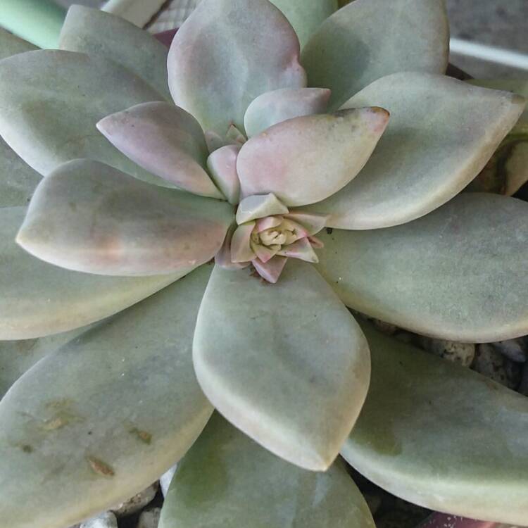 plant image 927114 plant image 927114