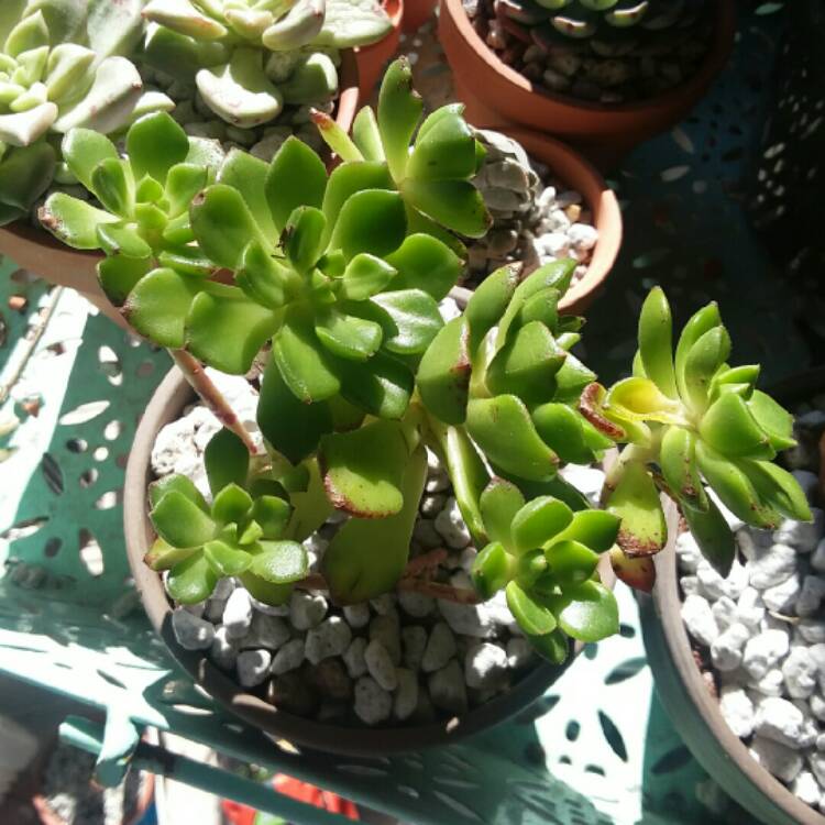 Plant image xSedeveria Letizia
