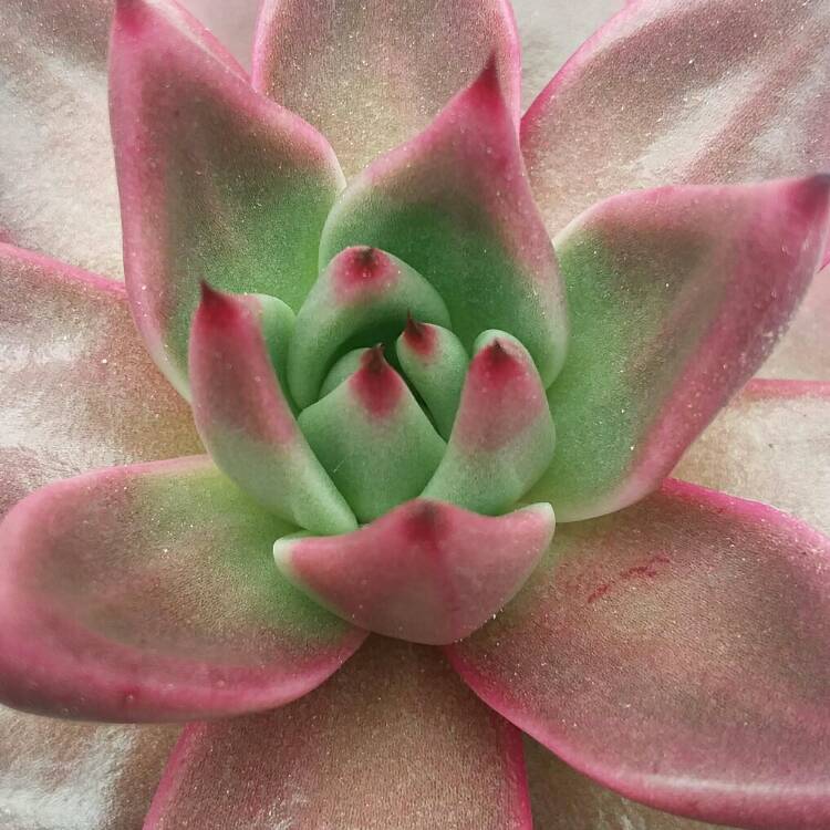 plant image 927796