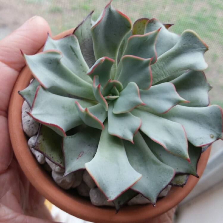 plant image 934530 plant image 934530