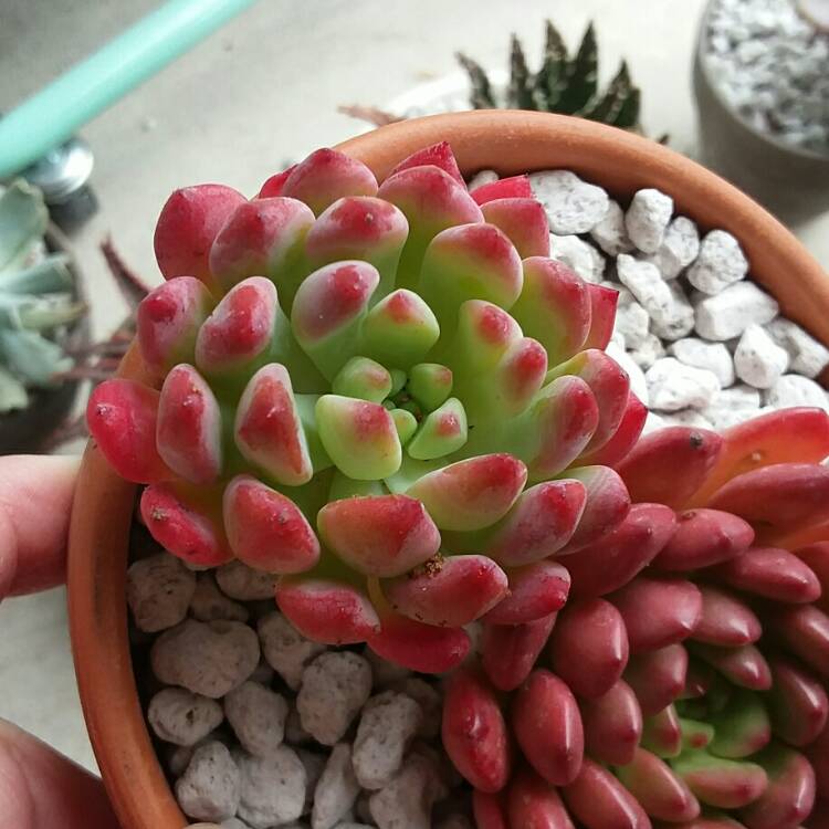 Plant image xSedeveria Blue Elf