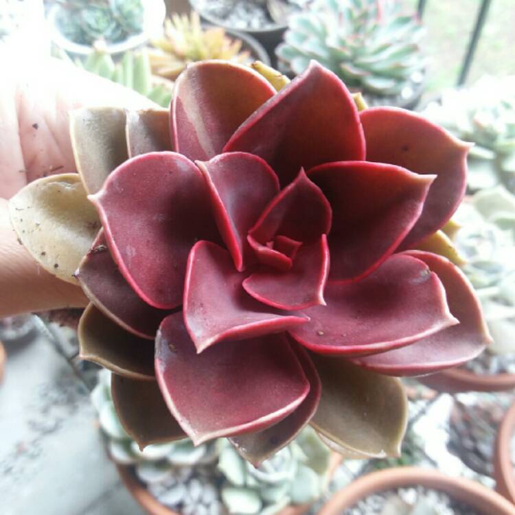 Plant image Echeveria Purple Pearl