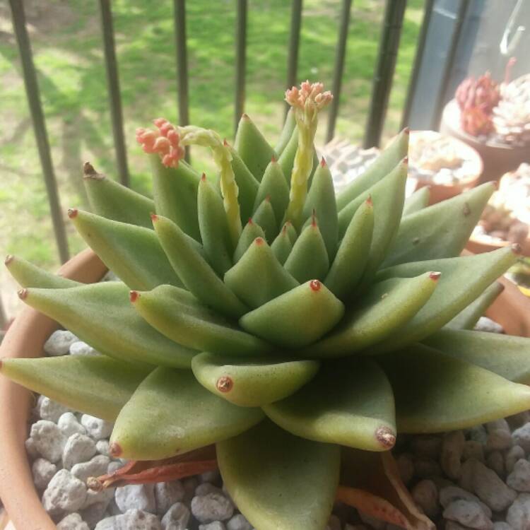 plant image 939562