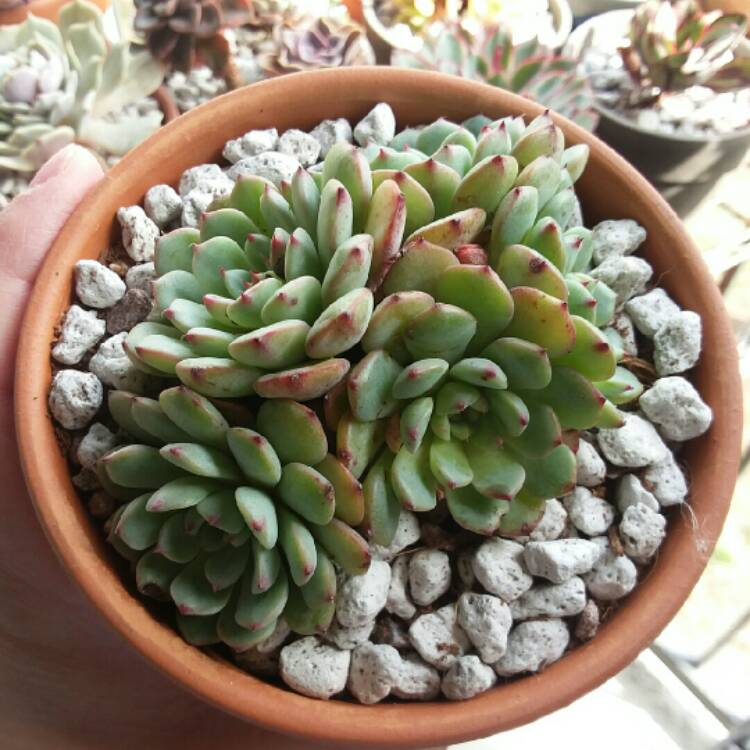 Plant image Echeveria Minima White Form