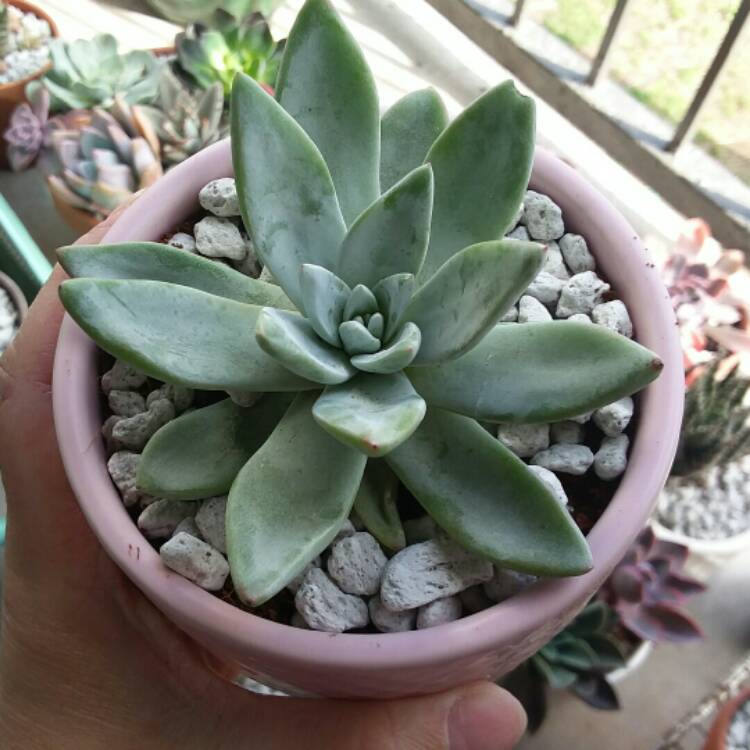 Plant image Dudleya farinosa