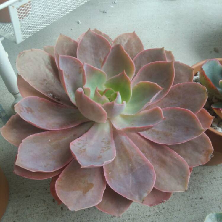 Plant image Echeveria Morning Light