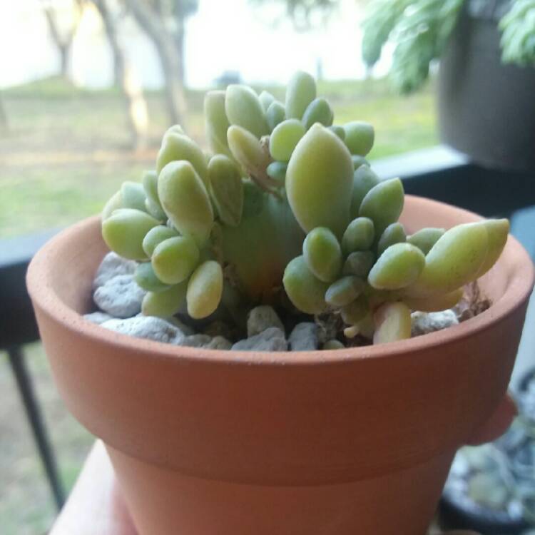 plant image 962892