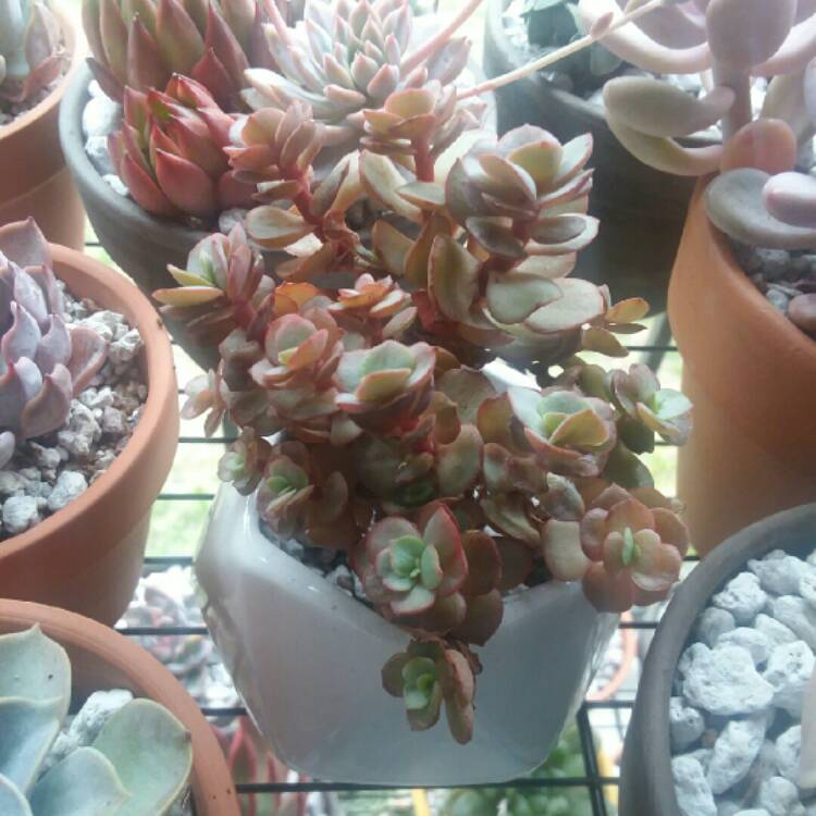 plant image 967280