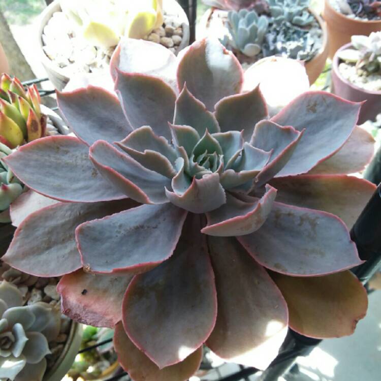 Plant image Echeveria Morning Light