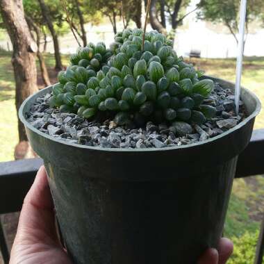 Haworthia cooperi var. 'Obtusa'