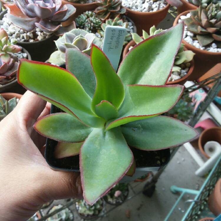 Plant image Echeveria Subrigida