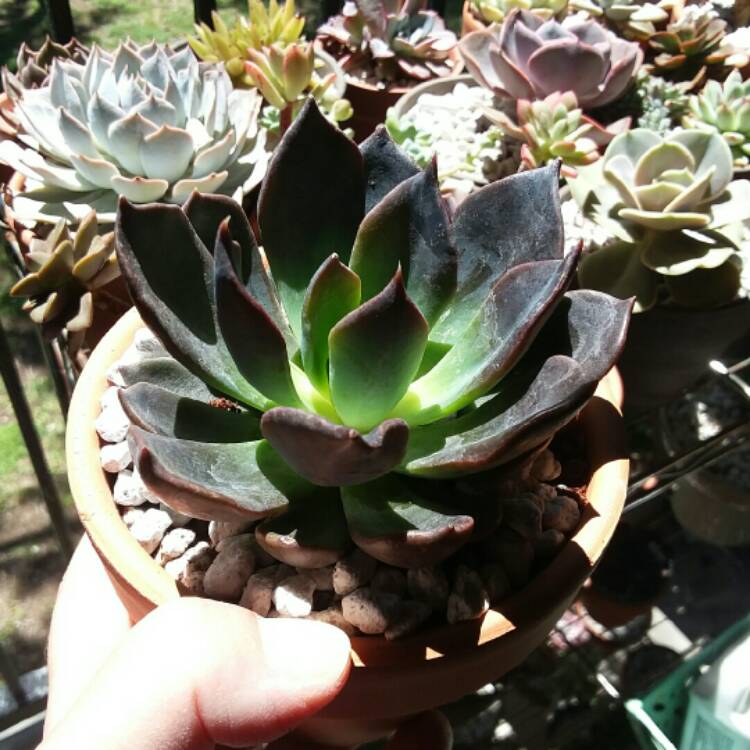 Plant image Echeveria Dark Moon