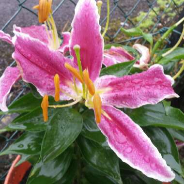 Lily 'Brasilia' (Oriental)